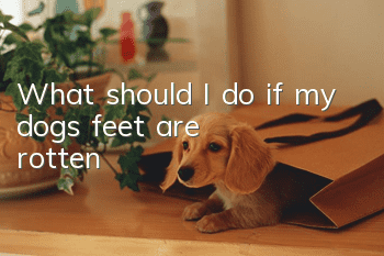 What should I do if my dog’s feet are rotten?