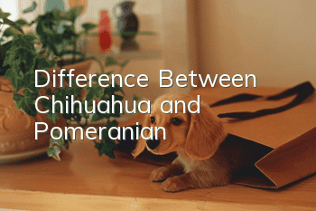 Difference Between Chihuahua and Pomeranian