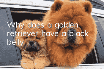 Why does a golden retriever have a black belly?