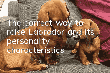 The correct way to raise Labrador and its personality characteristics