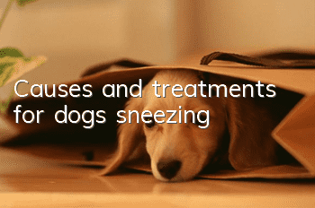 Causes and treatments for dogs sneezing
