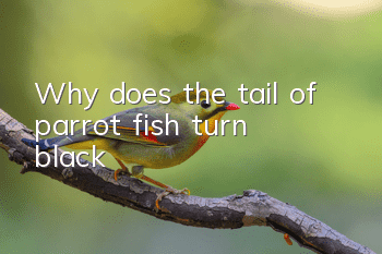 Why does the tail of parrot fish turn black?