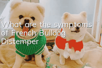 What are the symptoms of French Bulldog Distemper?