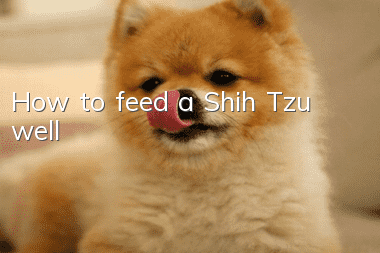 How to feed a Shih Tzu well
