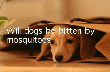 Will dogs be bitten by mosquitoes?