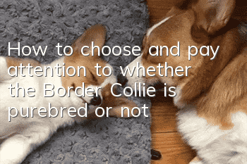 How to choose and pay attention to whether the Border Collie is purebred or not