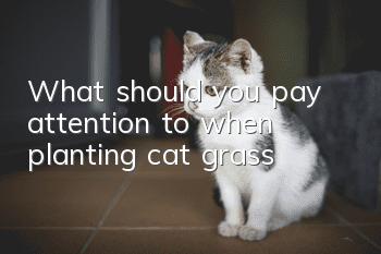 What should you pay attention to when planting cat grass?
