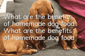 What are the benefits of homemade dog food? What are the benefits of homemade dog food?