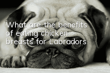 What are the benefits of eating chicken breasts for Labradors?