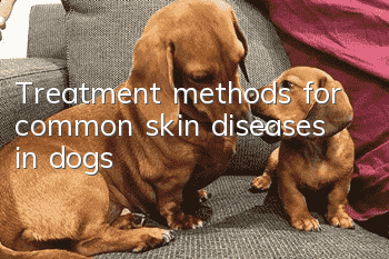 Treatment methods for common skin diseases in dogs