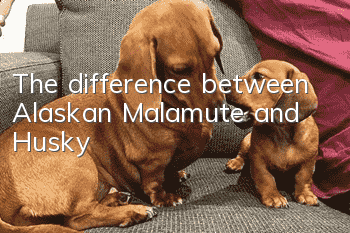 The difference between Alaskan Malamute and Husky