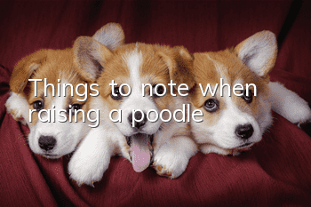 Things to note when raising a poodle