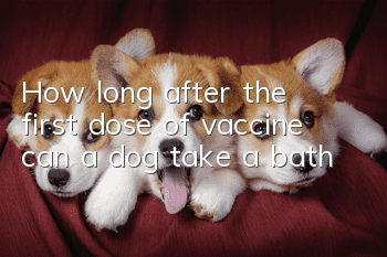How long after the first dose of vaccine can a dog take a bath?