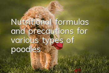 Nutritional formulas and precautions for various types of poodles