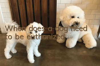 When does a dog need to be euthanized?