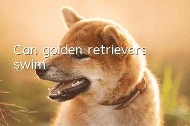 Can golden retrievers swim?