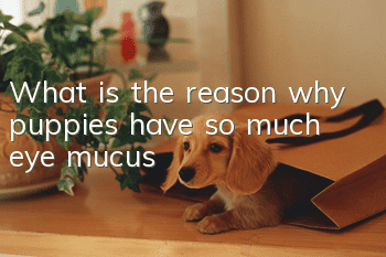 What is the reason why puppies have so much eye mucus?