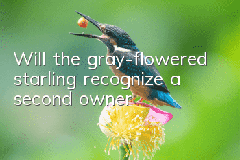 Will the gray-flowered starling recognize a second owner?