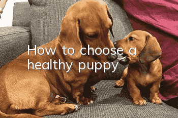How to choose a healthy puppy?