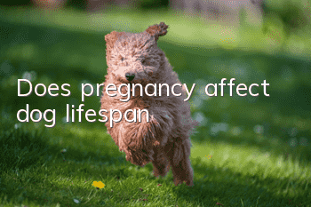 Does pregnancy affect dog lifespan?