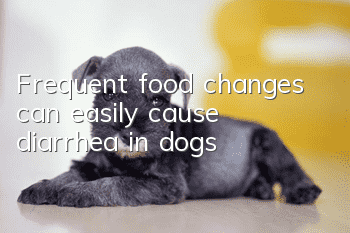 Frequent food changes can easily cause diarrhea in dogs
