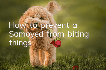 How to prevent a Samoyed from biting things?