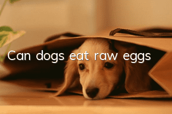 Can dogs eat raw eggs?