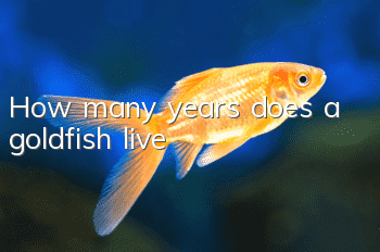 How many years does a goldfish live?