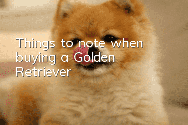 Things to note when buying a Golden Retriever