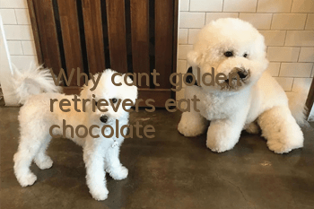 Why can’t golden retrievers eat chocolate?