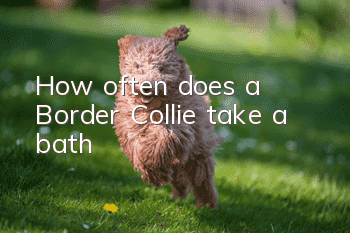 How often does a Border Collie take a bath?