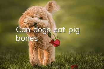 Can dogs eat pig bones?
