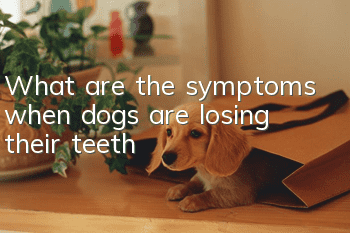 What are the symptoms when dogs are losing their teeth?