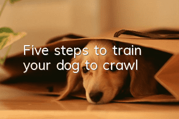 Five steps to train your dog to crawl