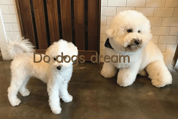 Do dogs dream?