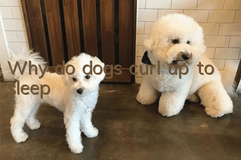 Why do dogs curl up to sleep?