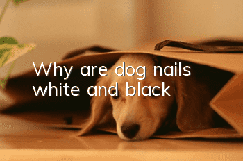 Why are dog nails white and black?