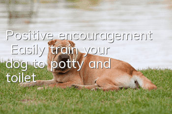 Positive encouragement | Easily train your dog to potty and toilet
