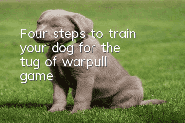 Four steps to train your dog for the “tug of war/pull game”
