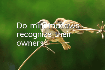 Do mini macaws recognize their owners?