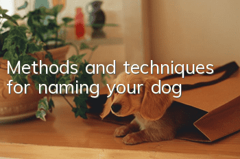 Methods and techniques for naming your dog