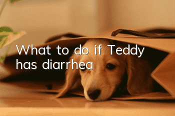 What to do if Teddy has diarrhea