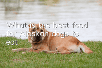 What is the best food for Alaskan dogs to eat?