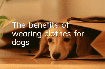The benefits of wearing clothes for dogs