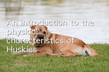 An introduction to the physical characteristics of Huskies