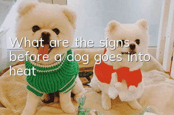 What are the signs before a dog goes into heat?