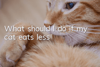 What should I do if my cat eats less?