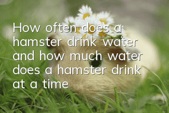 How often does a hamster drink water and how much water does a hamster drink at a time?