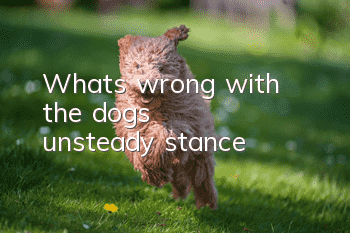 What's wrong with the dog's unsteady stance?
