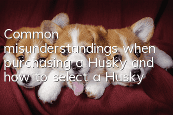 Common misunderstandings when purchasing a Husky and how to select a Husky